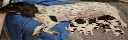 English Springer Spaniel dogs for sale: Working English Springer Spaniel pups boys in Bridgwater - Advert 2