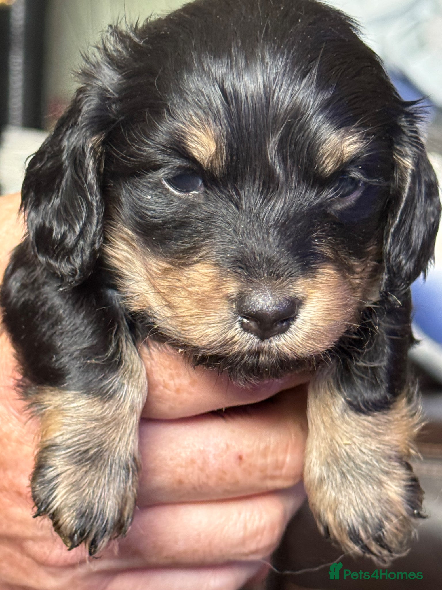 Miniature Dachshund dogs **Mini Dachshunds KC Long Haired** - Advert 2