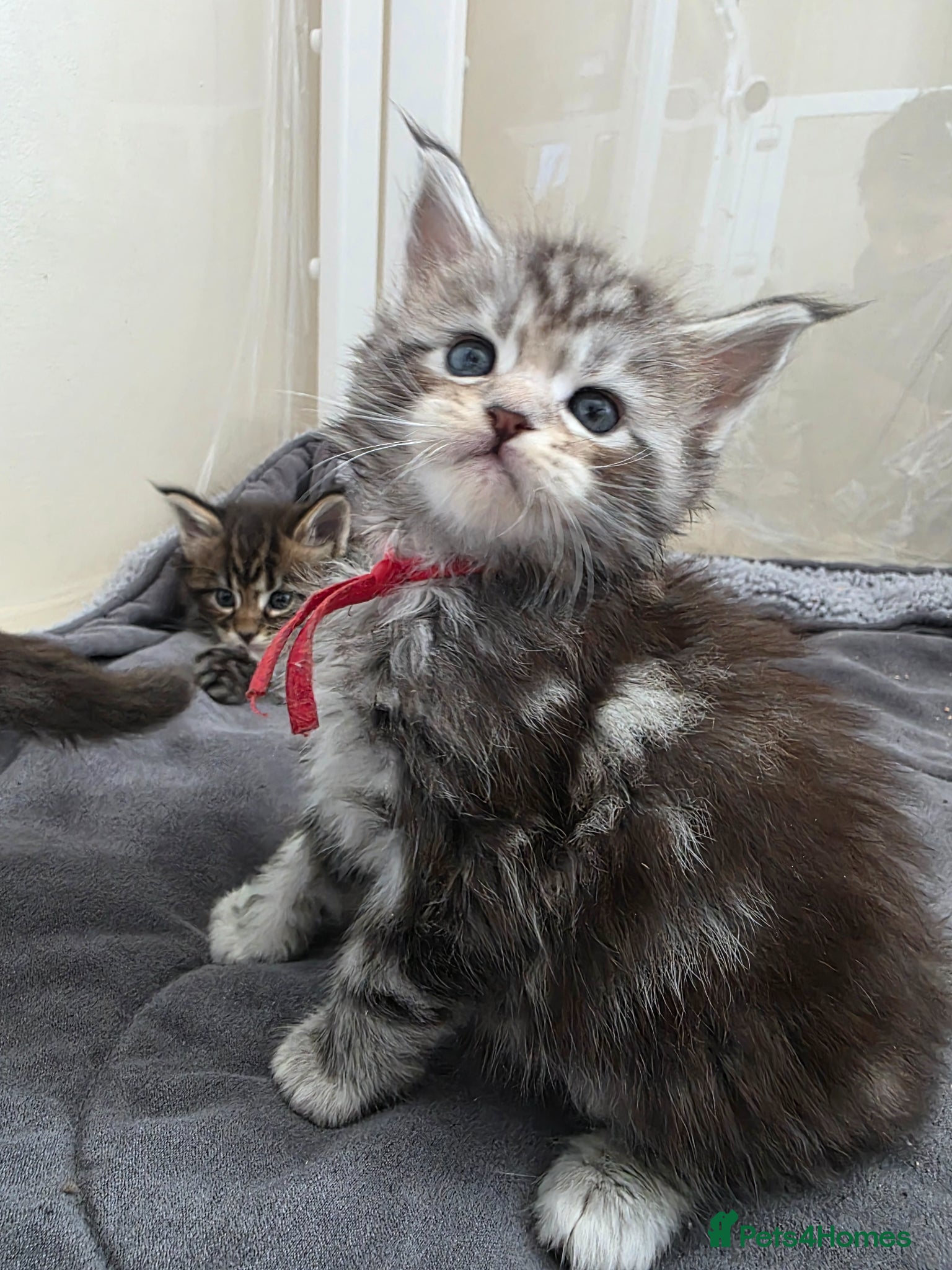 Maine Coon cats 1 girl & 3 boys still looking for fureva 🏡🐾 - Advert 4