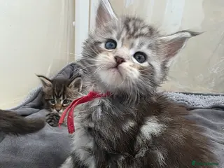 Maine Coon cats 1 girl & 3 boys still looking for fureva 🏡🐾 - Advert 4