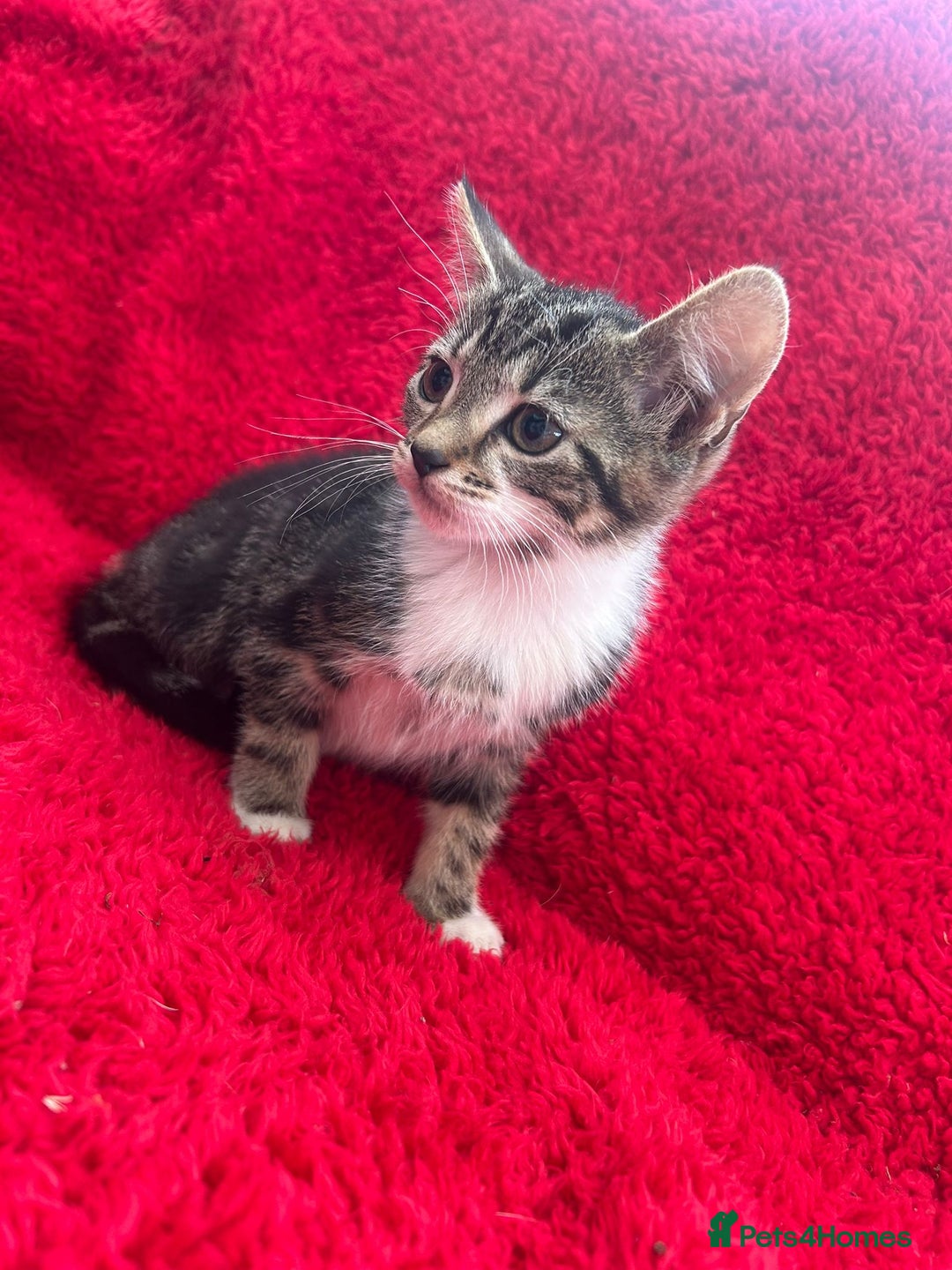 Mixed Breed cats for sale: Gorgeous kittens - Image 8