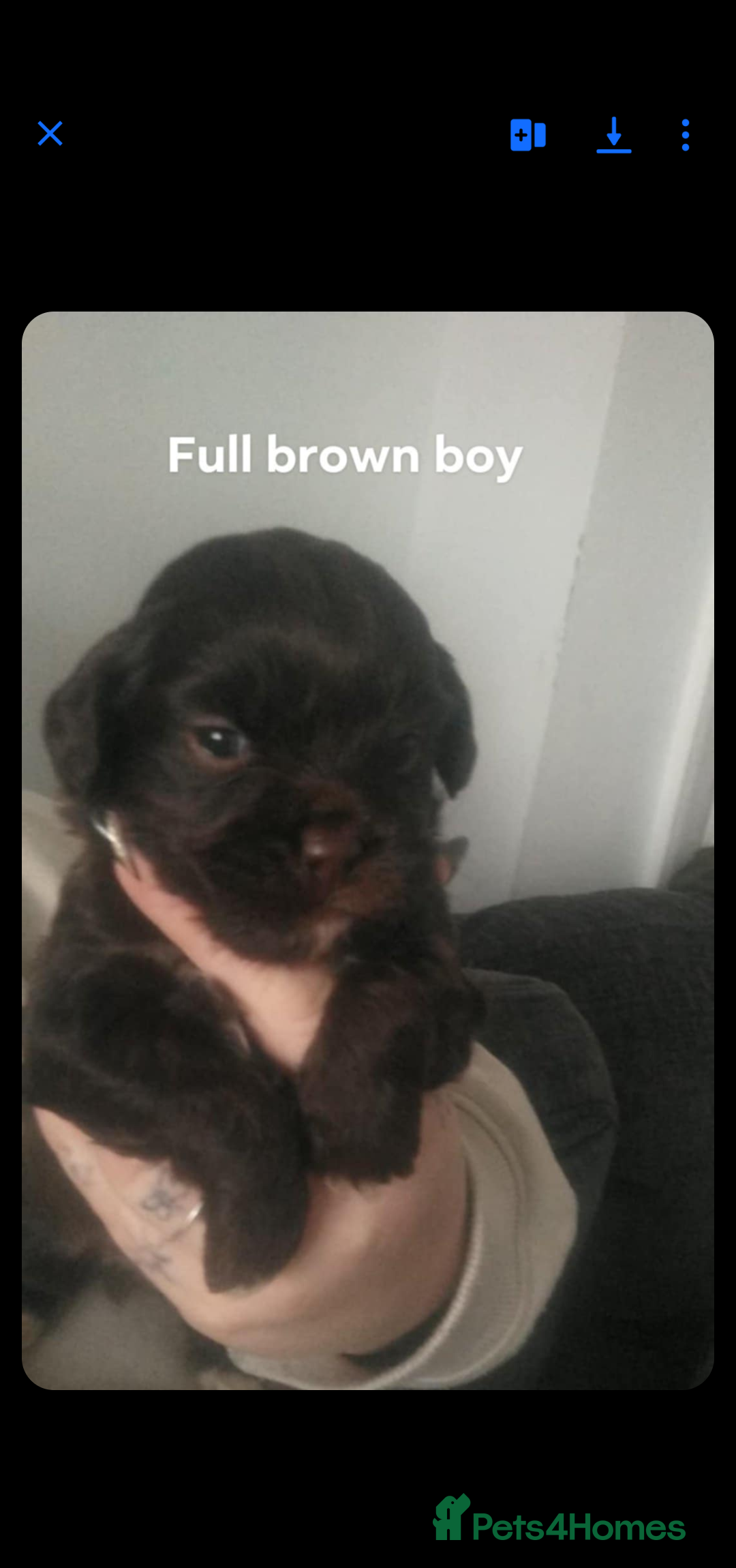 Mixed Breed dogs for sale: Cocker-zu  - Advert 6