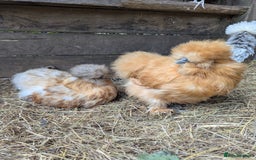 Chickens poultry for sale: Beautiful POL Pullets USA Silkies, Polish bantams  - Image 19