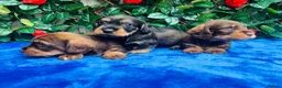 Miniature Dachshund dogs for sale: A SUPERB LITTER OF MINI WIRE DACHS KC REG  - Advert 4