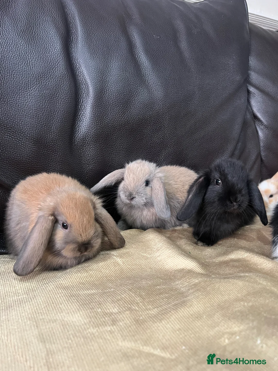 Mini Lop rabbits for sale: Mini lop in Wolverhampton - Advert 13