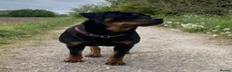 Rottweiler dogs for sale: Kc Show Quality male puppy - Advert 11