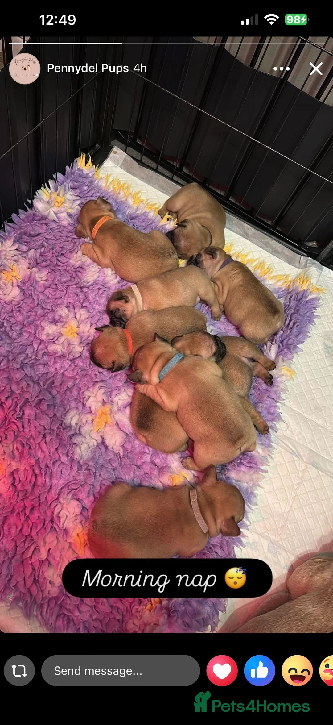 French Bulldog dogs for stud: Mani standard red silver fbce RFG 1  in Edinburgh - Advert 31