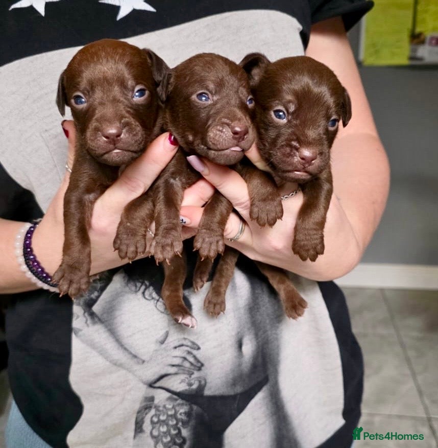 Patterdale Terrier dogs Beautiful chocolate docked Patterdale pups - Advert 6