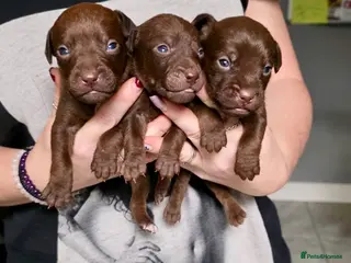 Patterdale Terrier dogs Beautiful chocolate docked Patterdale pups - Advert 6
