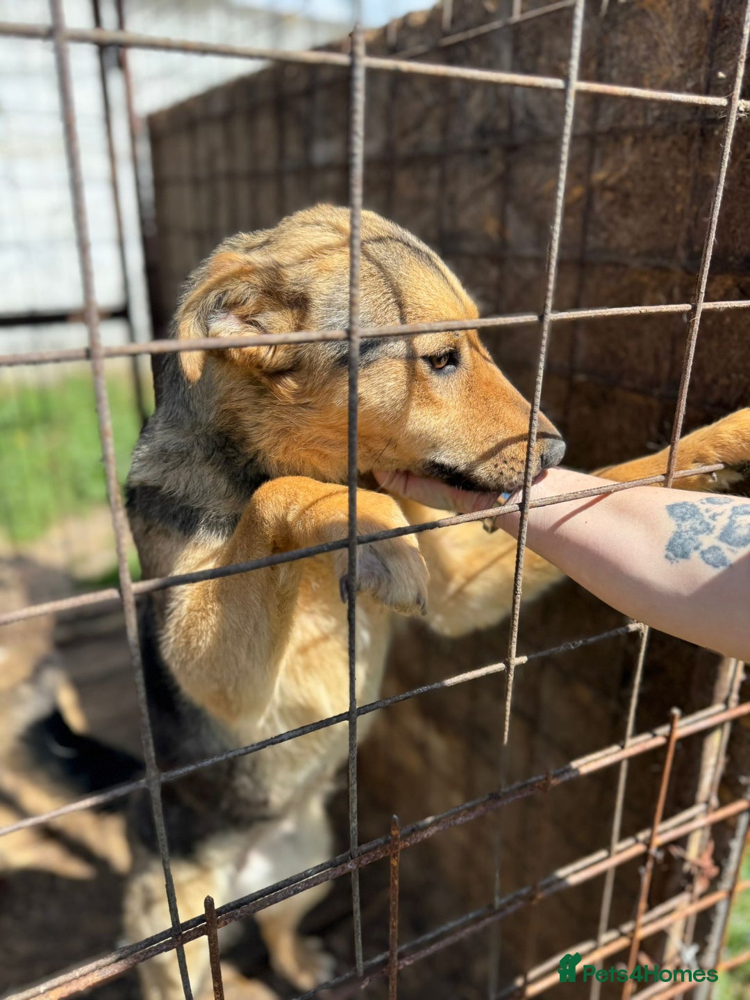 Mixed Breed dogs for adoption: CORA - a Beautiful & Kind Girl, for a Loving Home - Image 1