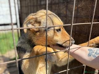 Mixed Breed dogs CORA - a Beautiful & Kind Girl, for a Loving Home - Advert 9