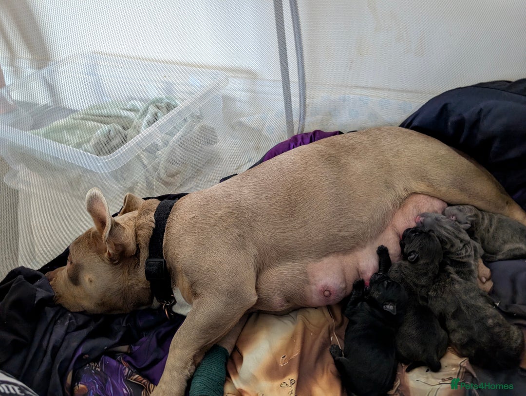 Mixed Breed dogs for sale: American pocket Corso - Image 36