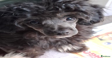 Mixed Breed dogs - Advert 3