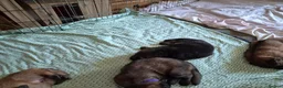 German Shepherd dogs for sale: Beautiful GSD puppies - Advert 11