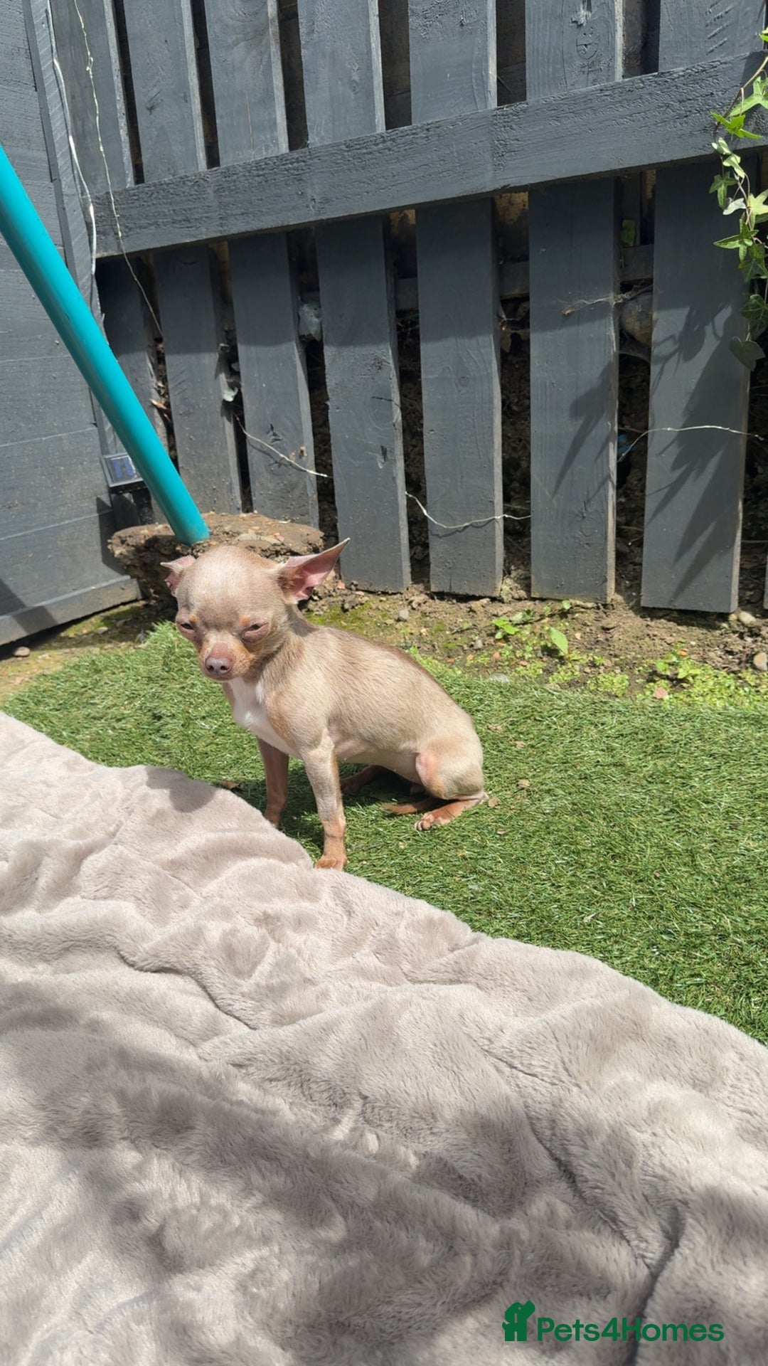 Chihuahua dogs for sale: Lilac  **  chihuahuas  - Advert 2