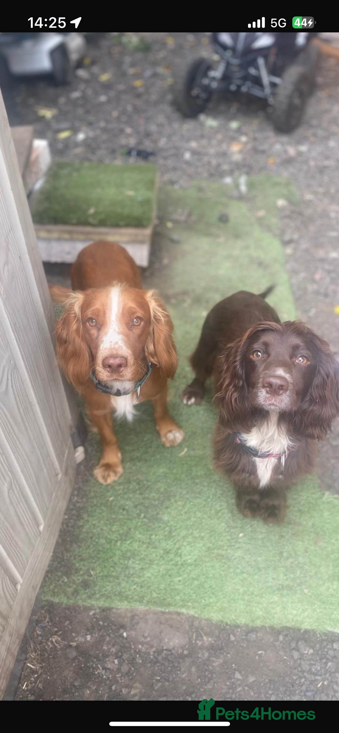 Cocker Spaniel dogs for sale: Beautiful cocker spaniel puppies❤️ - Image 9
