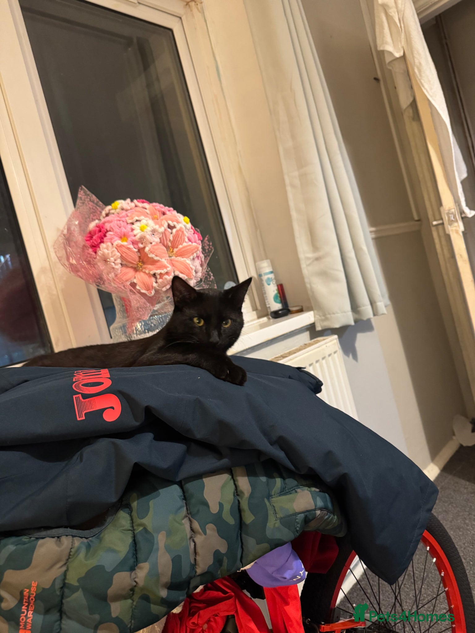 Domestic Shorthair cats 2 male cats  - Advert 3