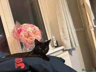 Domestic Shorthair cats 2 male cats - Advert 3