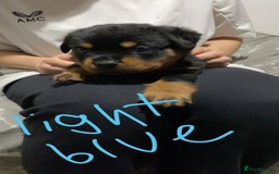 Rottweiler dogs for sale: Kc rottweiler puppies  - Image 15