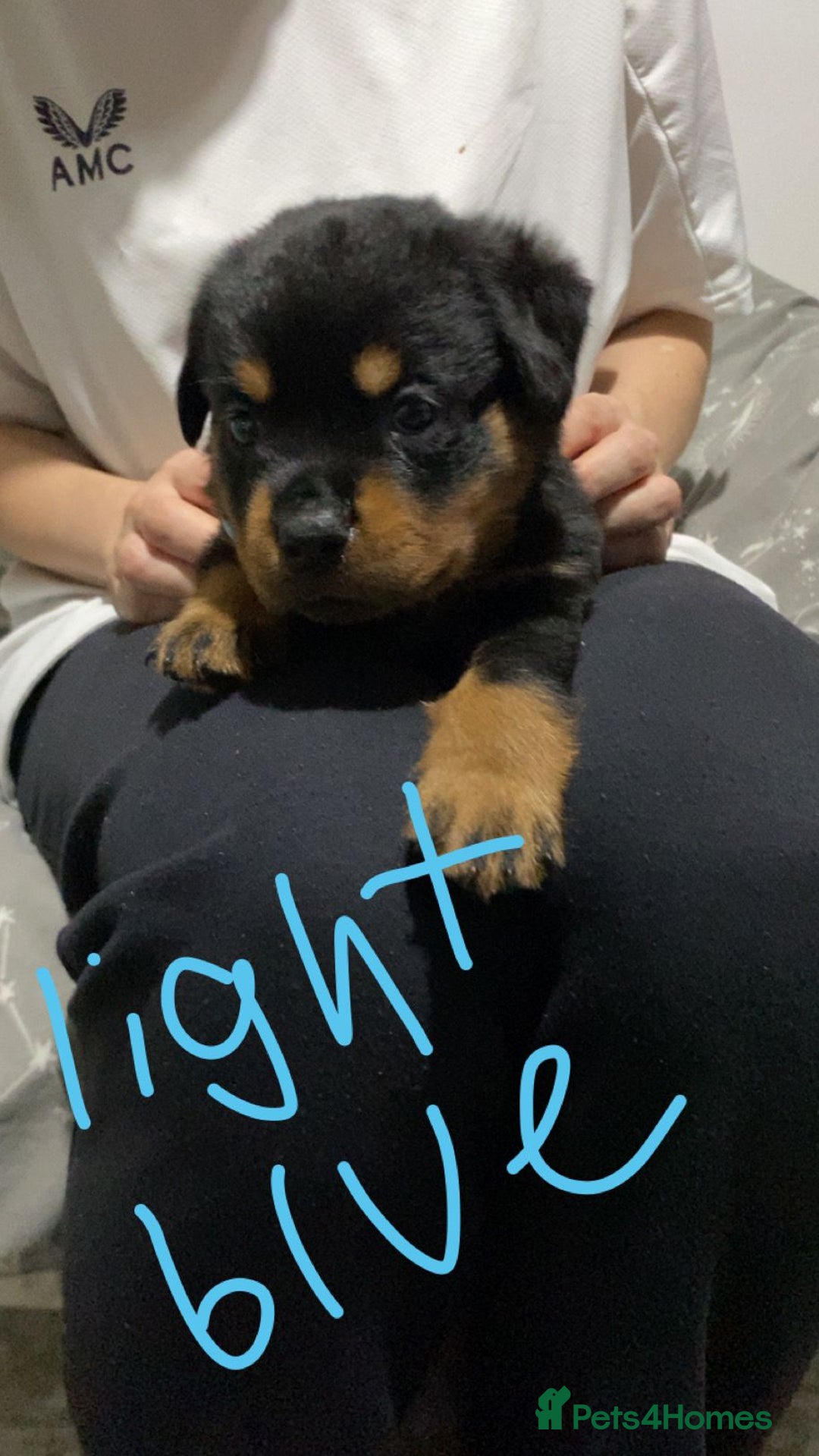 Rottweiler dogs for sale: Kc rottweiler puppies  - Image 15