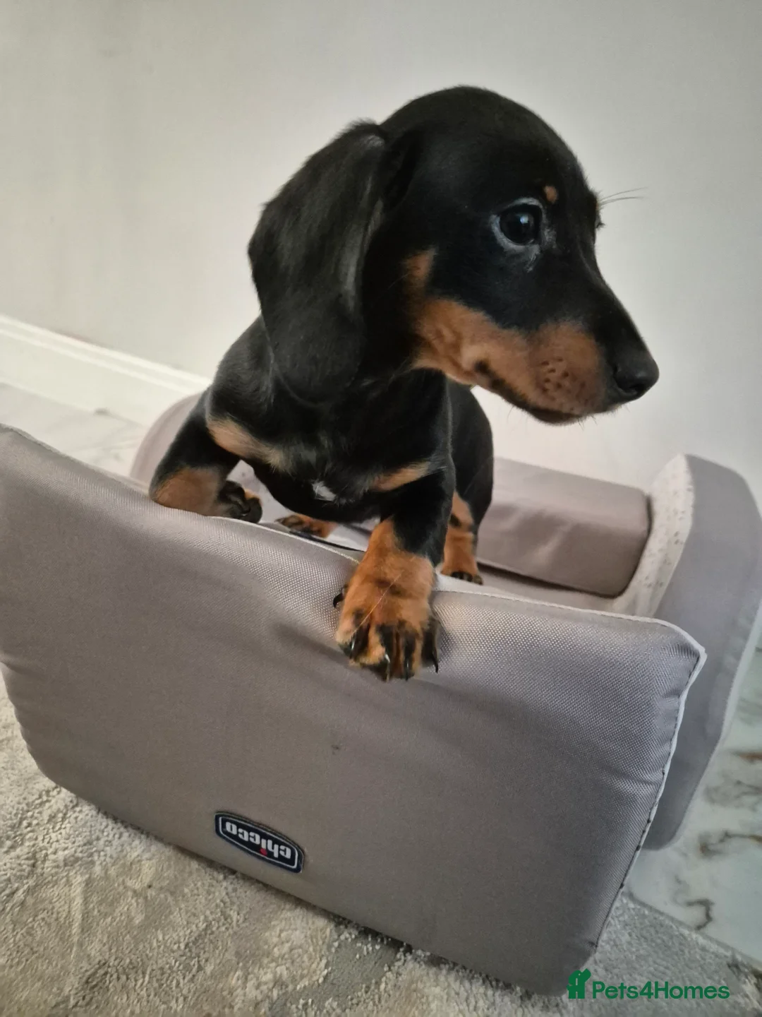 Dachshund dogs for sale: 💙 Miniature Dachshund Boy!💙 - Advert 34