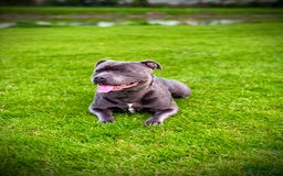 Staffordshire Bull Terrier dogs for stud: Blue staffy for stud in Bedford - Image 1