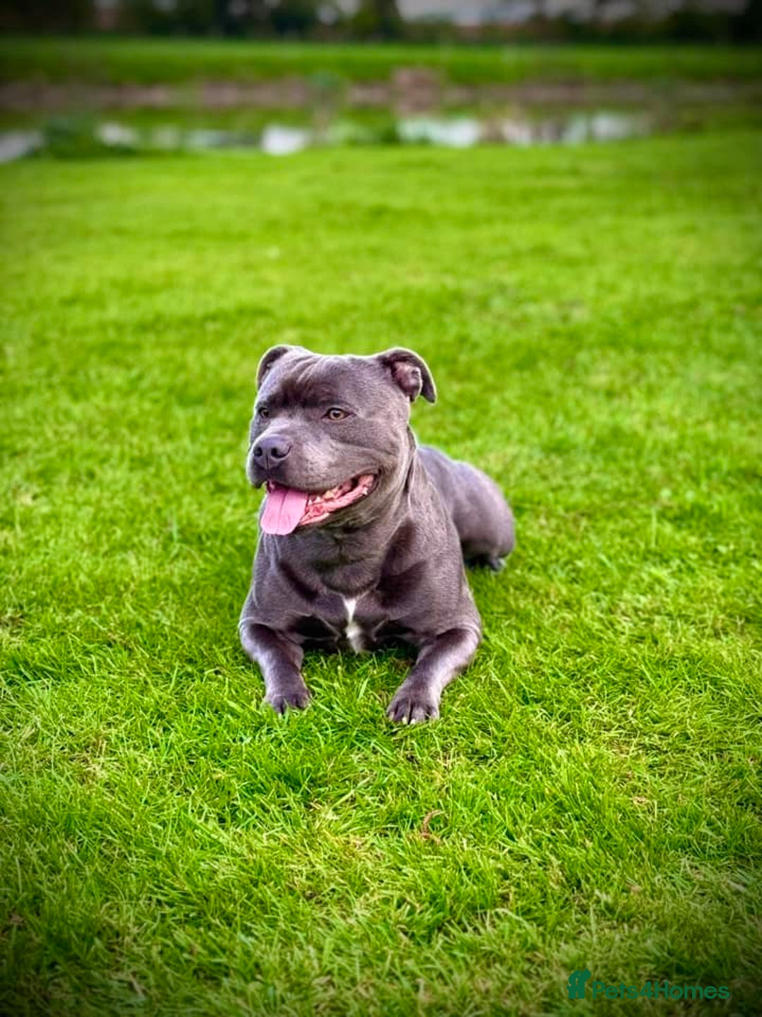 Staffordshire Bull Terrier dogs for stud: Blue staffy for stud in Bedford - Image 1