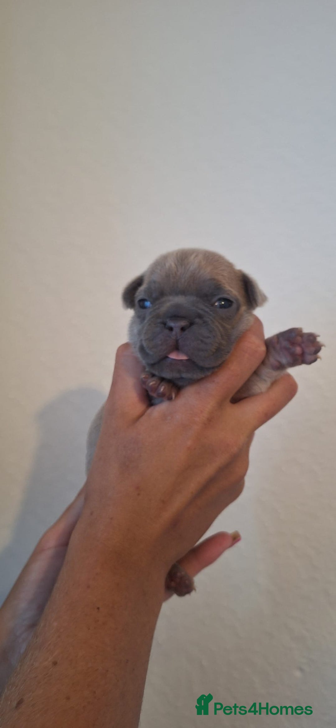 French Bulldog dogs for sale: French bulldogs  - Image 1