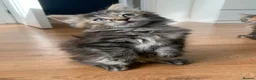 Mixed Breed cats for sale: longhaired female kittens (half Ragdoll mother)  - Advert 10