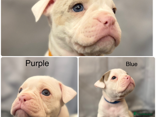 Olde English Bulldogge dogs 9 Olde English Bulldogge NEBBR registered puppies - Advert 3