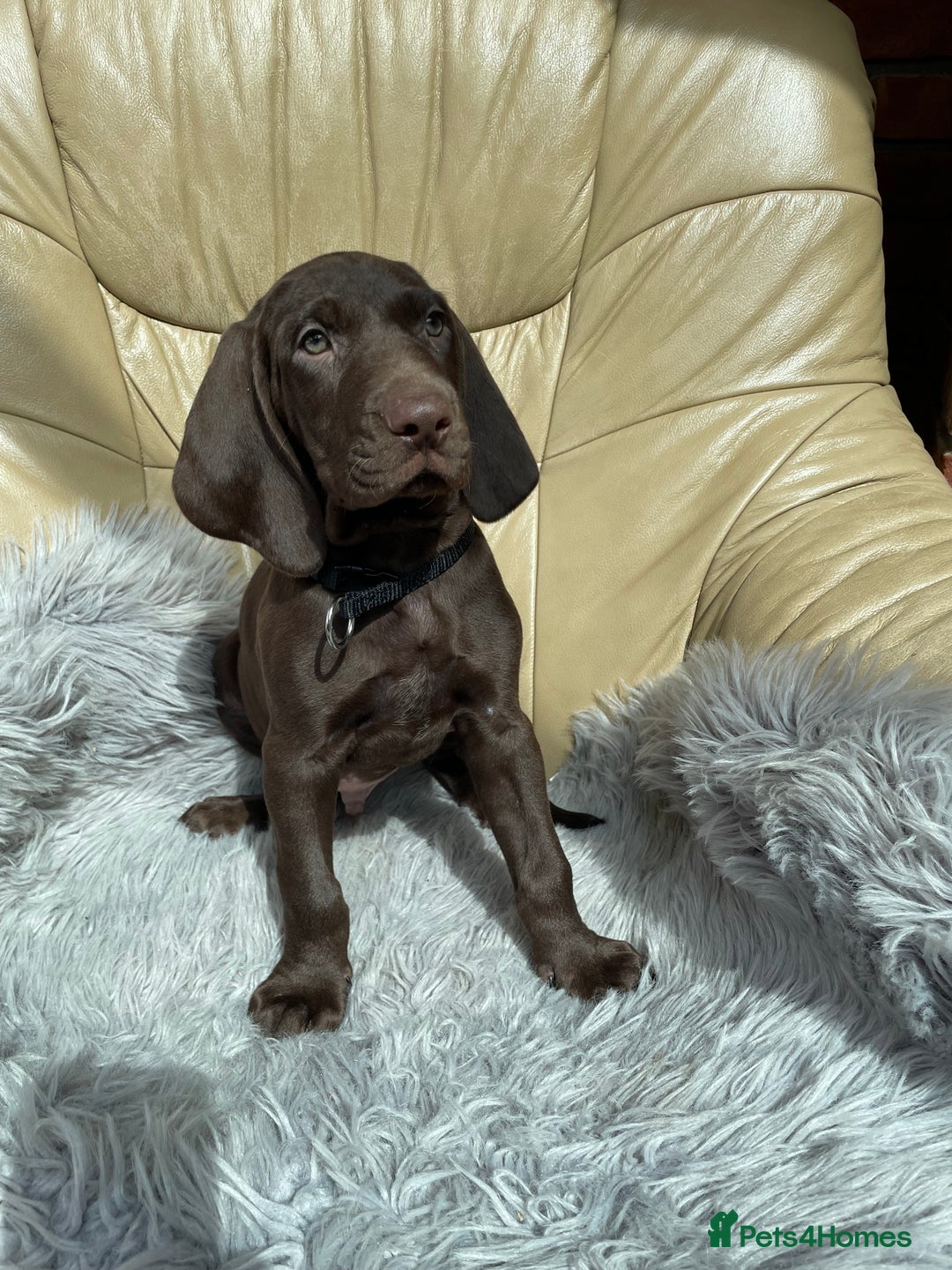 Mixed Breed dogs for sale: Stunning boys and girls available  - Image 5