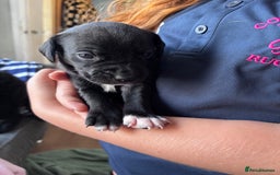 Mixed Breed dogs for sale: Staff x cockapoo puppies  - Image 5