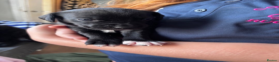 Mixed Breed Puppy 3