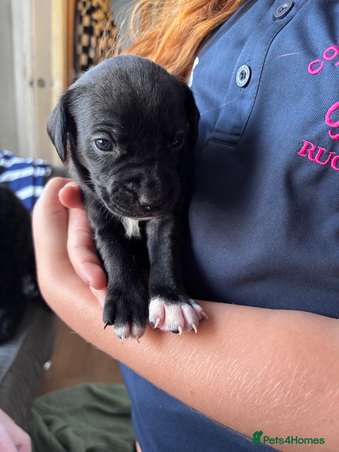 Mixed Breed dogs for sale: Staff x cockapoo puppies  - Image 5