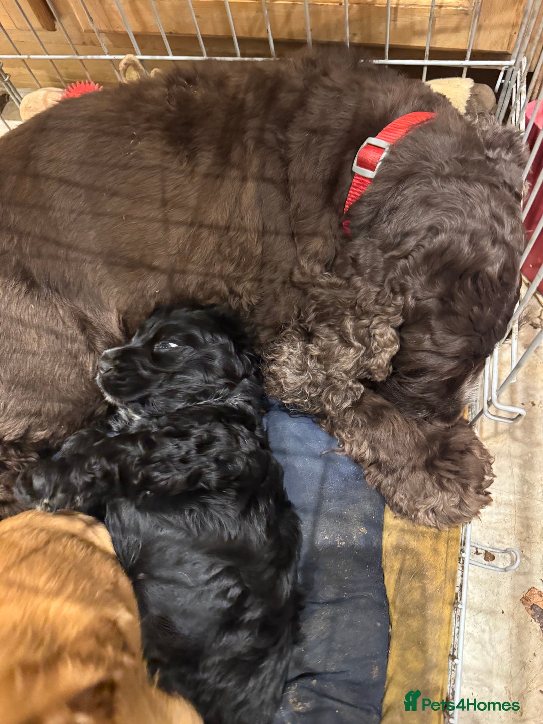 Cocker Spaniel dogs for sale: Super healthy KC Show Type from small litter - Advert 2