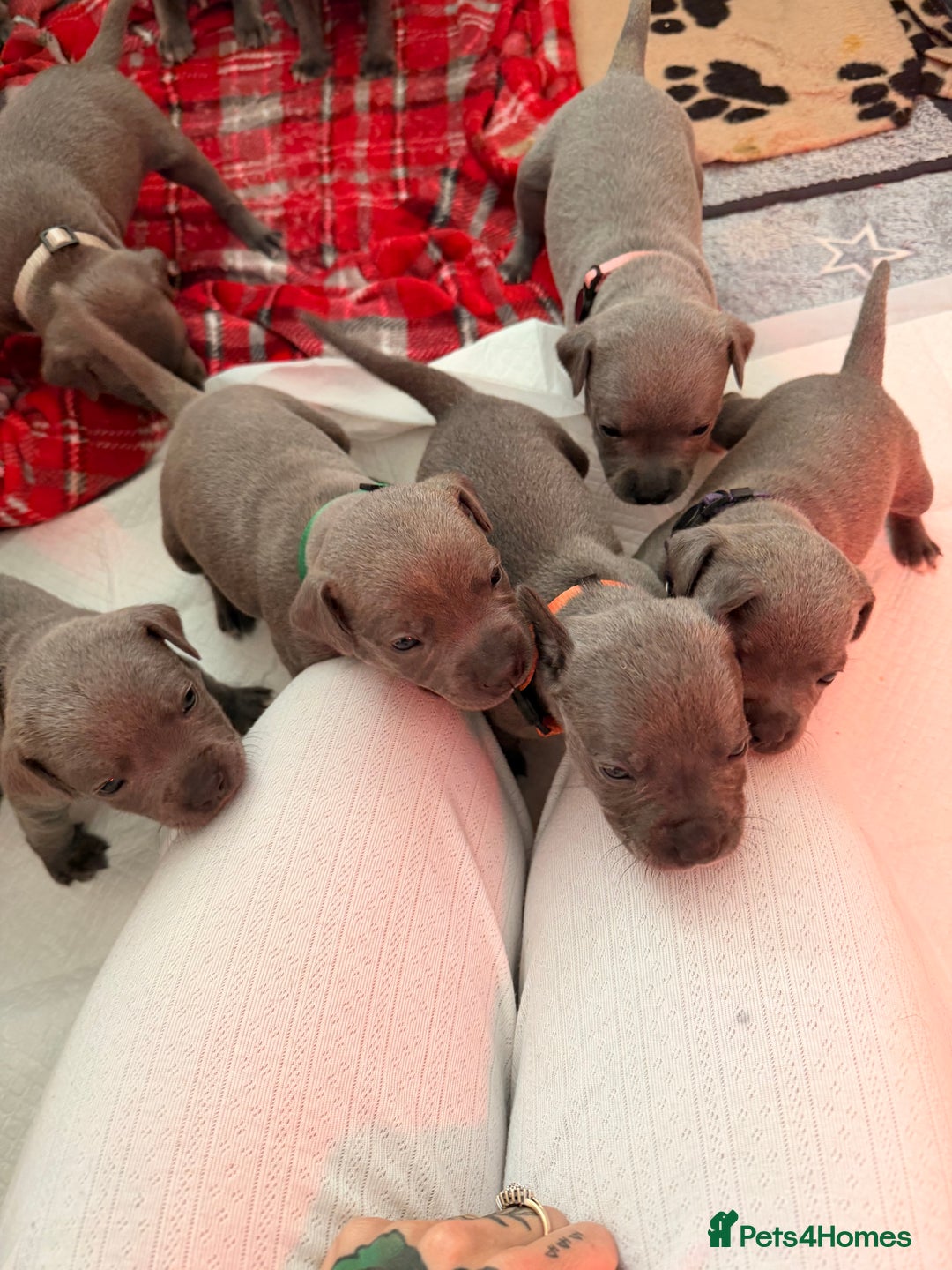 Staffordshire Bull Terrier dogs for sale: 💙Blue x Rare Fawn Staffordshire Bull Terrier Pups - Advert 22