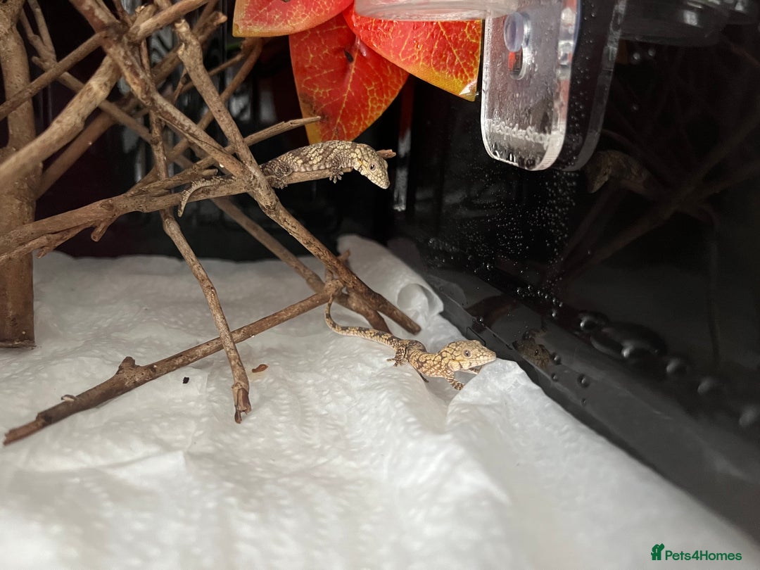 Gecko reptiles for sale: Eurydactylode babies for sale (chameleon geckos) - Image 2