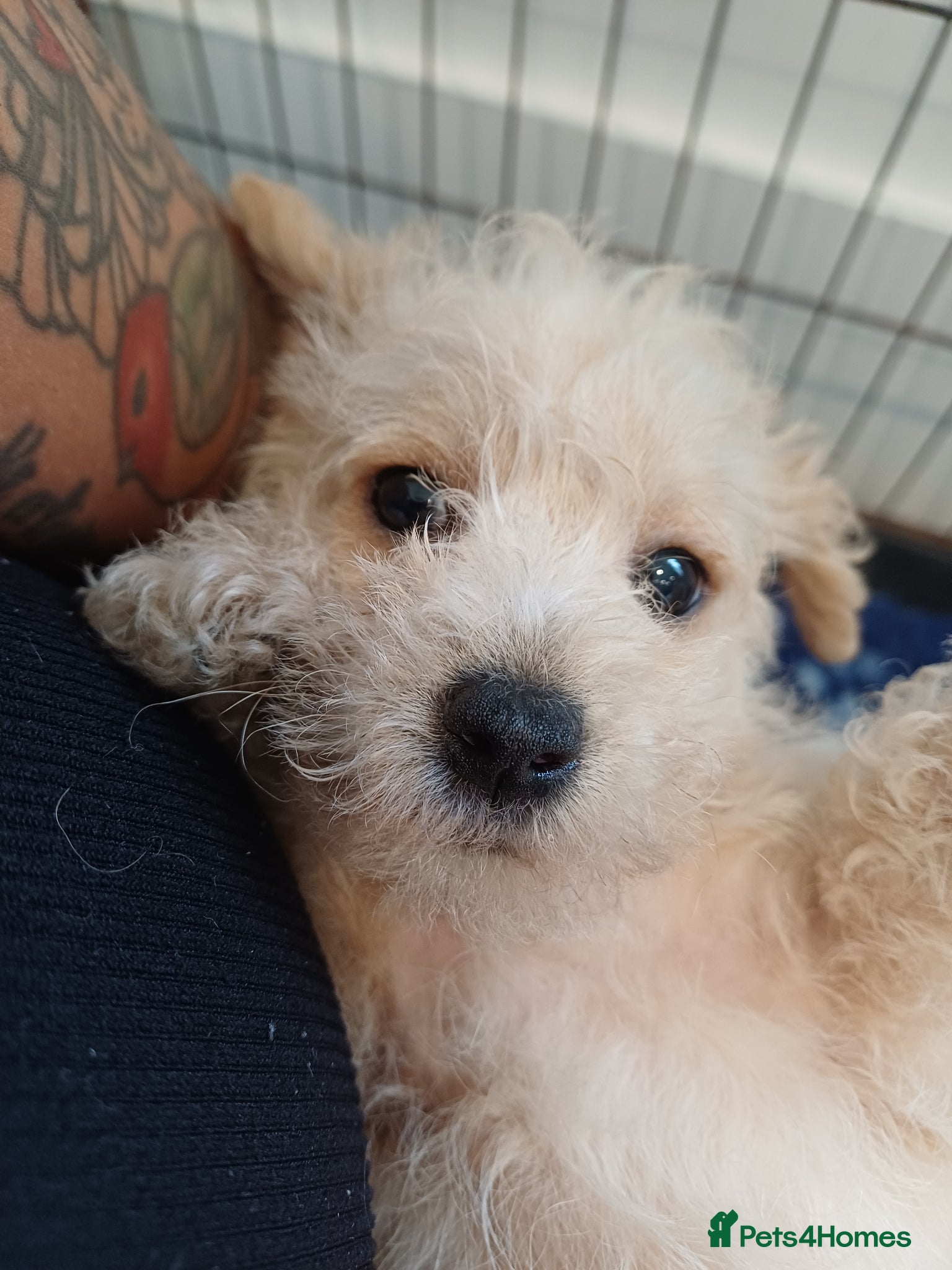 Schnoodle dogs for sale: Schnoodles 2x boy and 1x girl  in Bury Saint Edmunds - Advert 7
