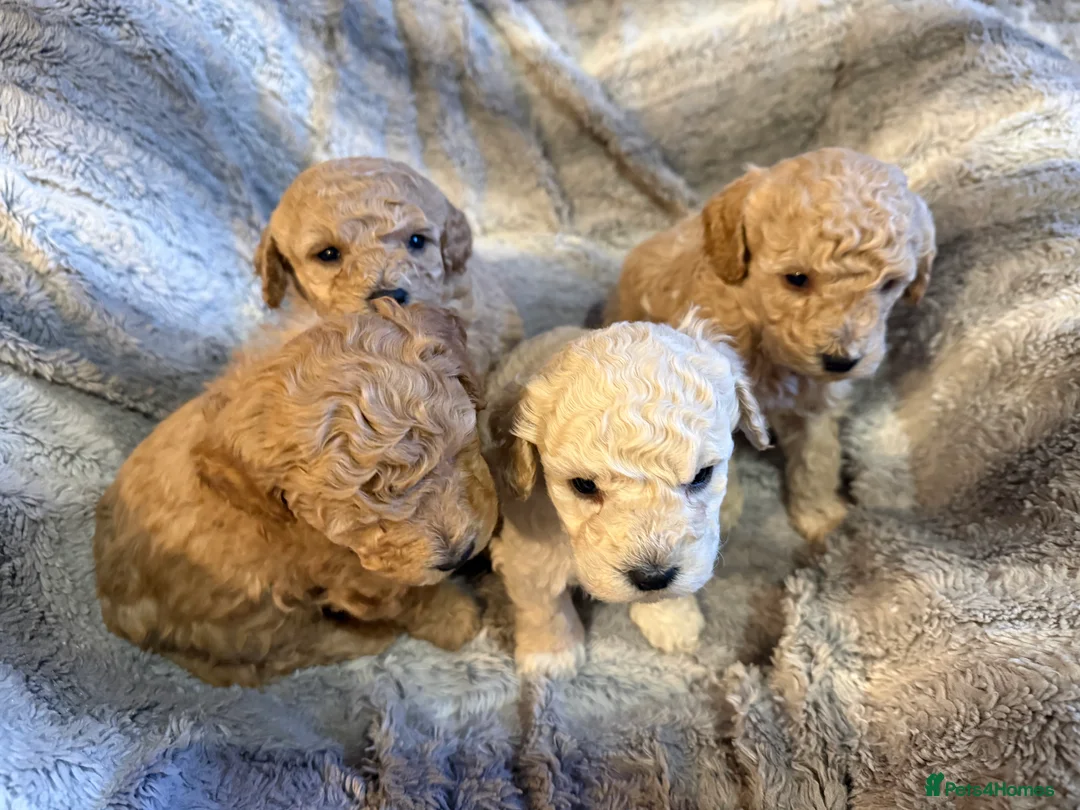Maltipoo dogs for sale: Ready this week 🧸 - Advert 21