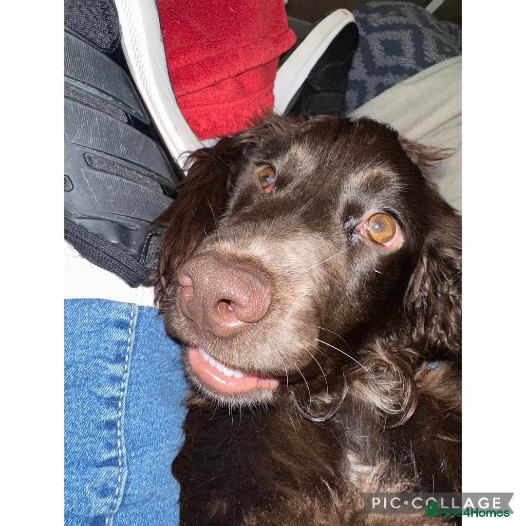 Cocker Spaniel dogs for sale: Cocker spaniel female 18 Monhs old  in Wigston - Advert 1