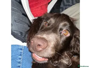 Cocker Spaniel dogs Cocker spaniel female 18 Monhs old in Wigston - Advert 1