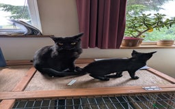 Domestic Shorthair cats for sale: Black kittens - Image 4