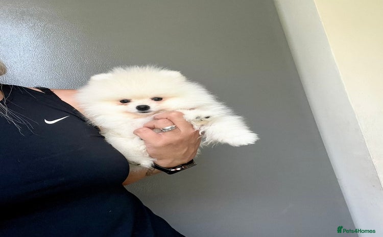 Pomeranian dogs - Advert 4