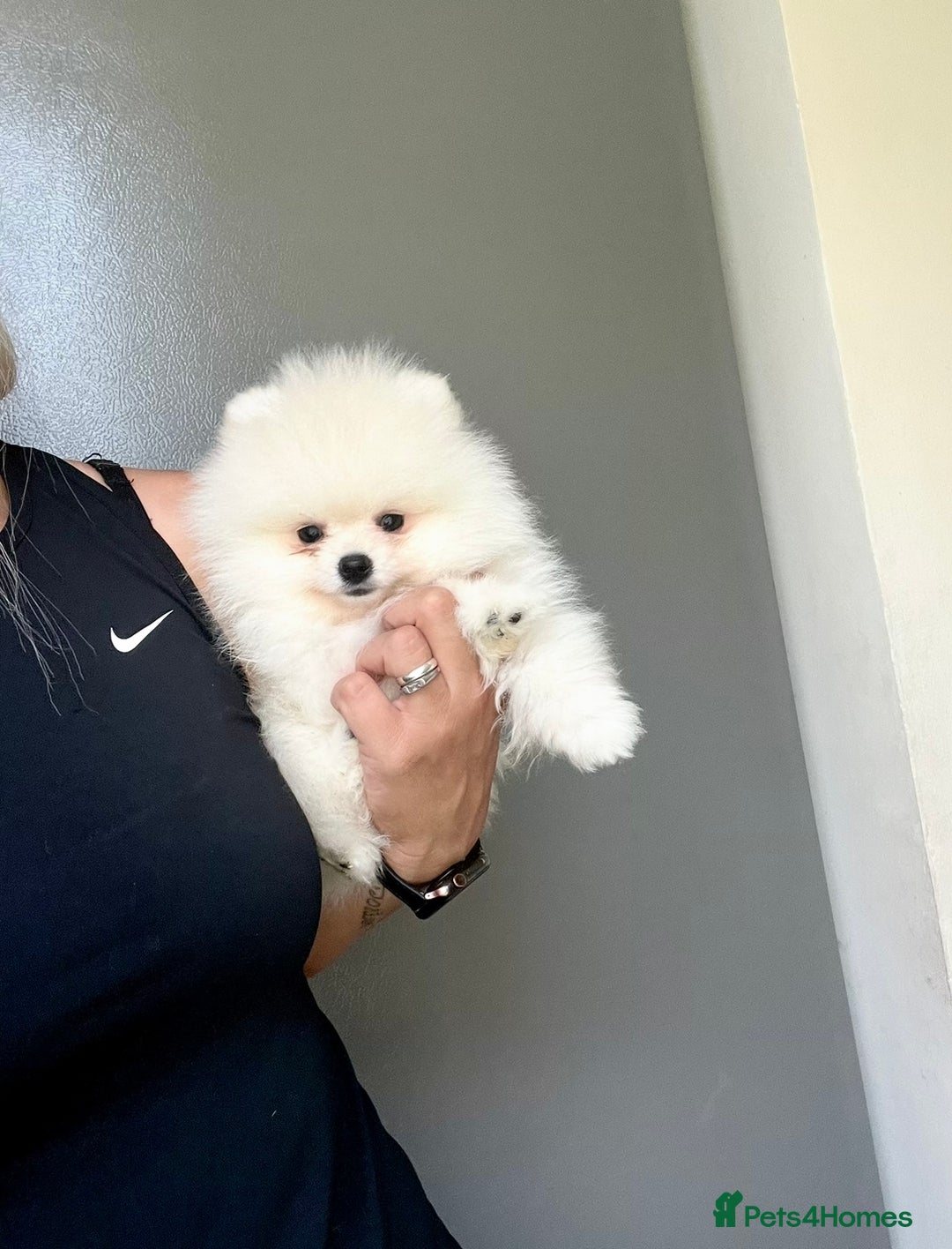 Pomeranian dogs for sale: 💎Extra Small Teddy Face🧸  - Image 1