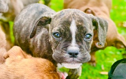 Mixed Breed dogs for sale: Reduce and ready to leave staff x bulldog 3 males - Image 5
