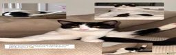 Mixed Breed cats for sale:  ** s.  - Advert 2