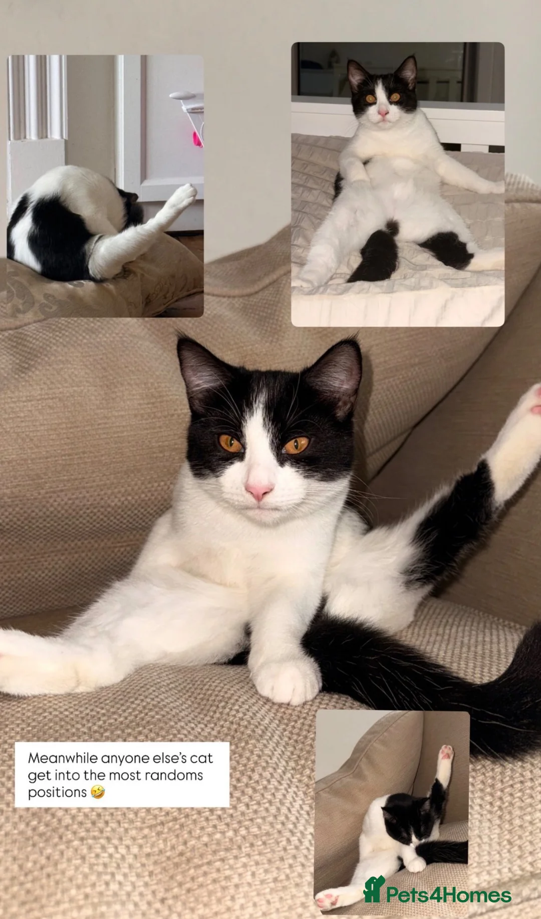 Mixed Breed cats for sale:  ** s.  - Advert 2
