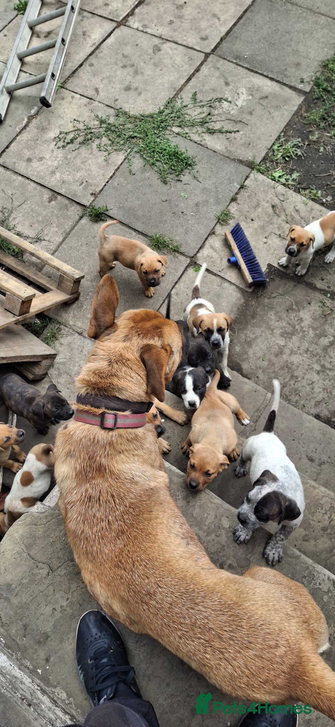 Mixed Breed dogs for sale: Cane Corso x Bulldog Puppies for Sale - Image 6