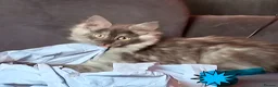 Maine Coon cats for sale: Pets or Breeding Maine Coon kittens in Manchester - Advert 3