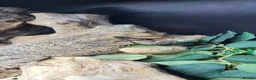 Bearded Dragon reptiles for sale: Bearded Dragon and Complete Vivarium Setup in Yarm - Advert 6